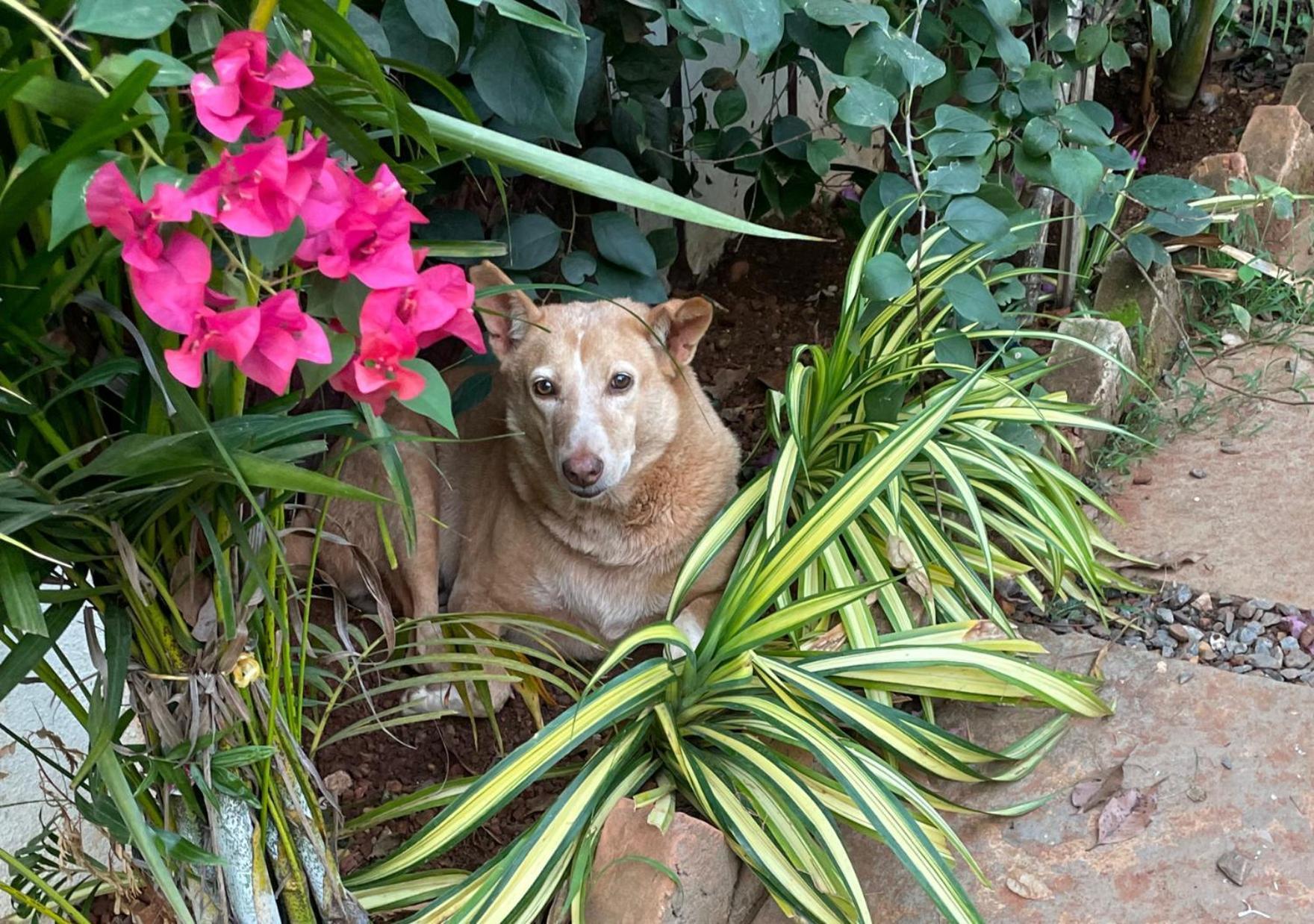 Hippie Paws Hotel Mandrem Bagian luar foto